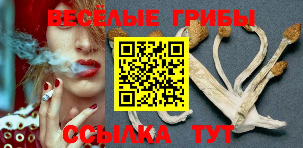 Галлюциногенные грибы Psilocybe Свободный
